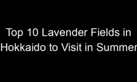 Top 10 Lavender Fields in Hokkaido to Visit in Summer
