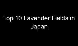 Top 10 Lavender Fields in Japan