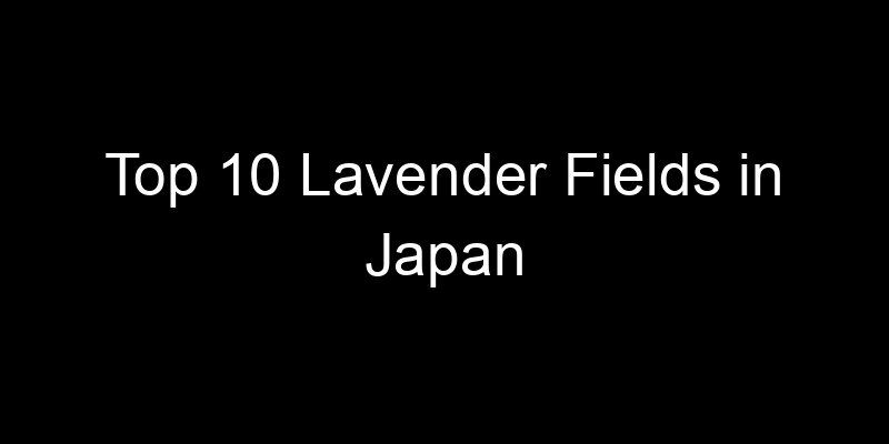Read more about the article Top 10 Lavender Fields in Japan