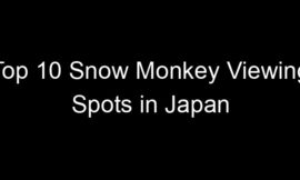 Top 10 Snow Monkey Viewing Spots in Japan