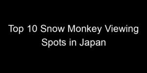Read more about the article Top 10 Snow Monkey Viewing Spots in Japan