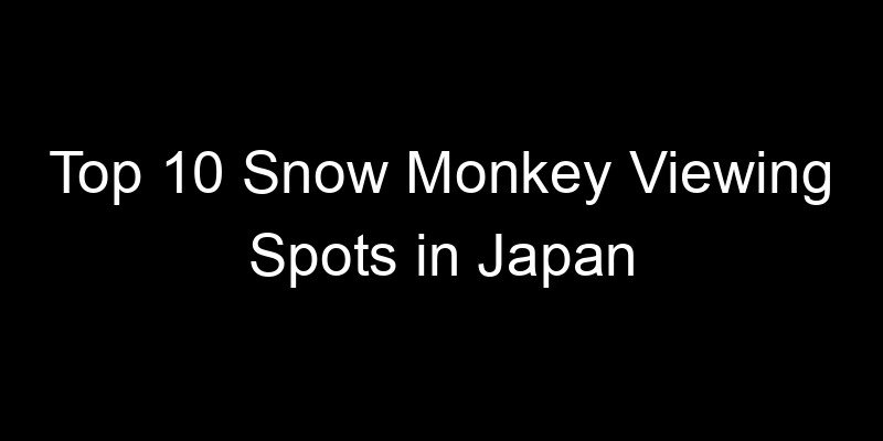 Read more about the article Top 10 Snow Monkey Viewing Spots in Japan