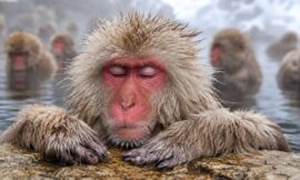 Top 10 Animal Encounters in Japan Beyond Cat Cafes