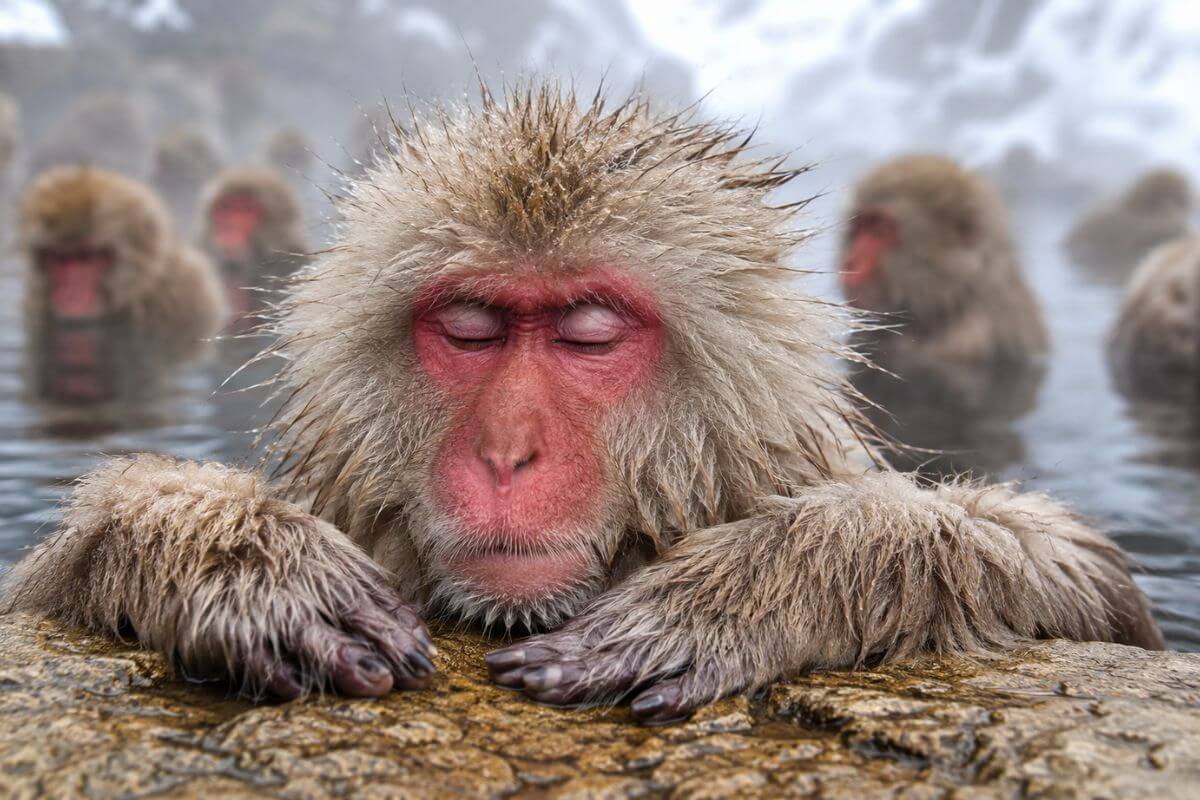 Top 10 Animal Encounters in Japan Beyond Cat Cafes toptenjp