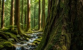 Top 10 Forest Bathing (Shinrin-Yoku) Trails in Japan Backed by Science