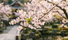 How to See Cherry Blossoms in Japan: Best Spots and Dates for 2026