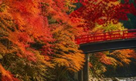 Autumn Foliage (Koyo) in Japan: Where and When to Go