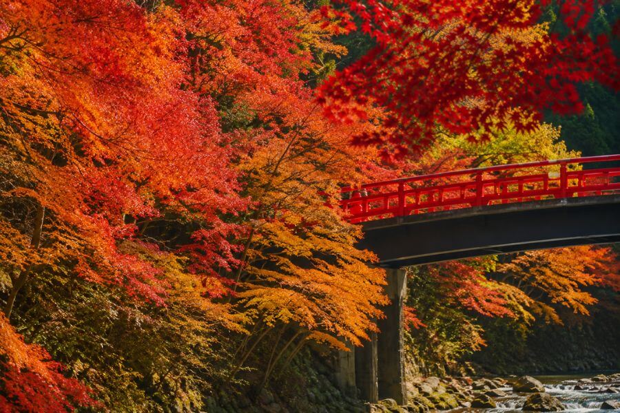 Read more about the article Autumn Foliage (Koyo) in Japan: Where and When to Go