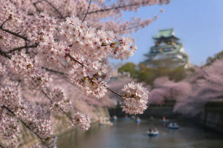 Read more about the article The Beauty of Cherry Blossom (Sakura) Season in Japan