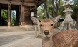Why Nara Is the Perfect Day Trip from Kyoto