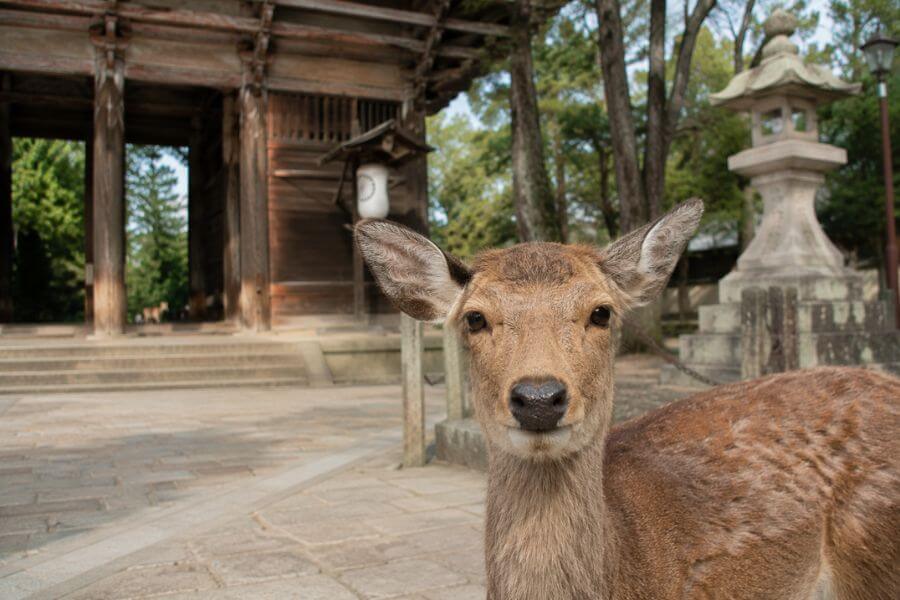 Read more about the article Why Nara Is the Perfect Day Trip from Kyoto