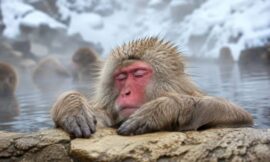 How to Visit the Snow Monkeys of Jigokudani Yaen-Koen